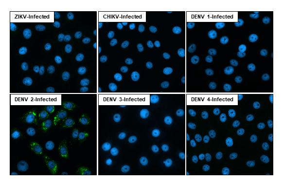 Dengue Virus 2 Envelope Antibody (GT214) - Azide and BSA Free