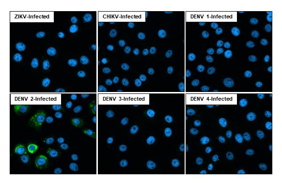 Dengue Virus 2 Envelope Antibody (GT643) - Azide and BSA Free