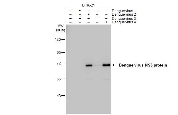 Dengue Virus NS3 Antibody (GT2811) - Azide and BSA Free