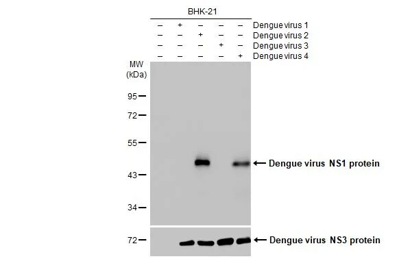 Dengue Virus NS1 protein Antibody (GT4212)
