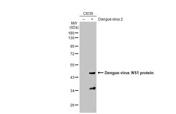 Dengue Virus NS1 protein Antibody (GT4212)