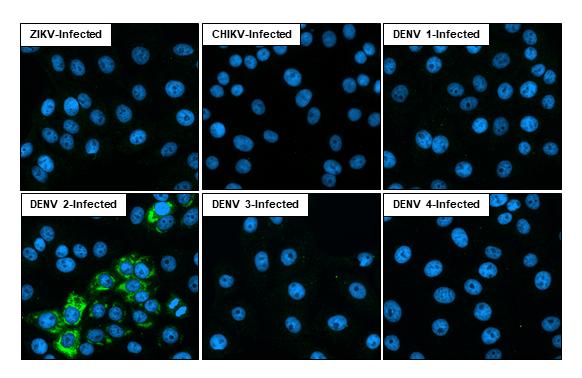 Dengue Virus NS1 protein Antibody (GT4212) - Azide and BSA Free