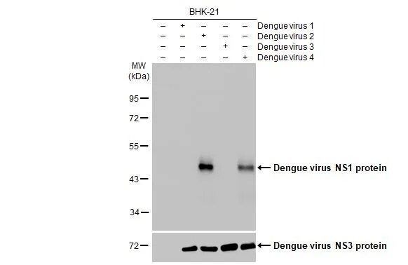 Dengue Virus NS1 protein Antibody (GT1061)