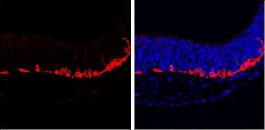 beta-III Tubulin Antibody (GT1338) - Azide and BSA Free