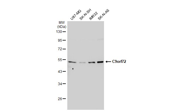 C9orf72 Antibody (779)