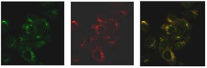 SNX27 Antibody (1C6) - Azide and BSA Free