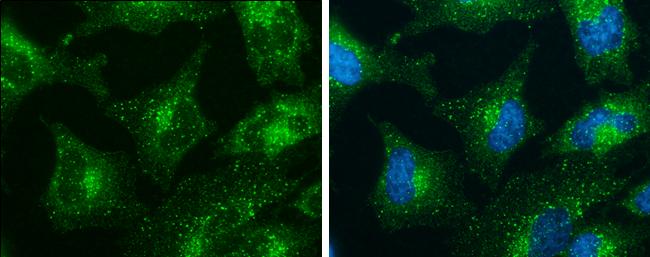 SNX27 Antibody (1C6) - Azide and BSA Free