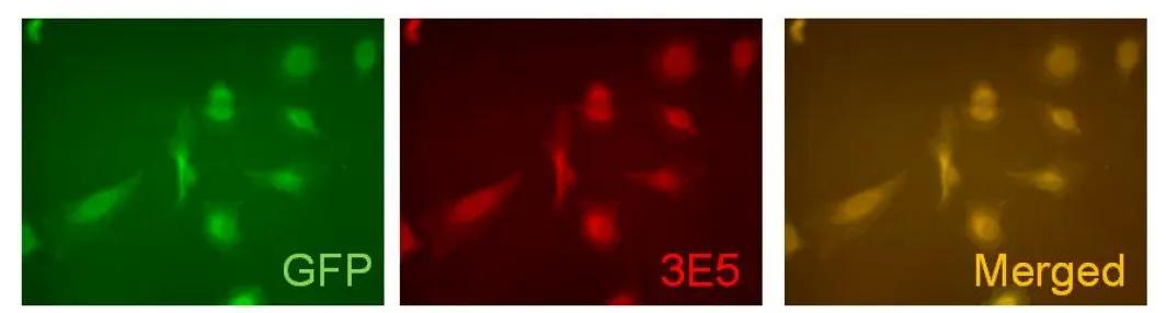 VAMP-5 Antibody (3E5) - Azide and BSA Free