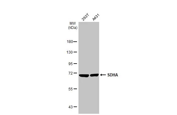 SDHA Antibody (GT20710)