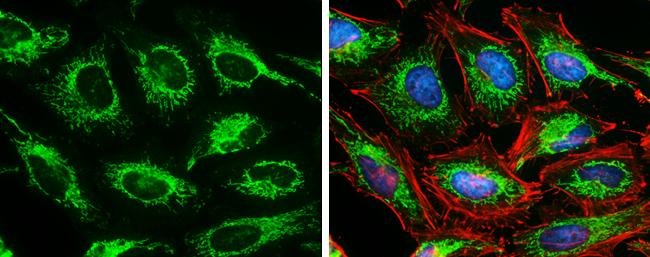 SDHA Antibody (GT20710) - Azide and BSA Free