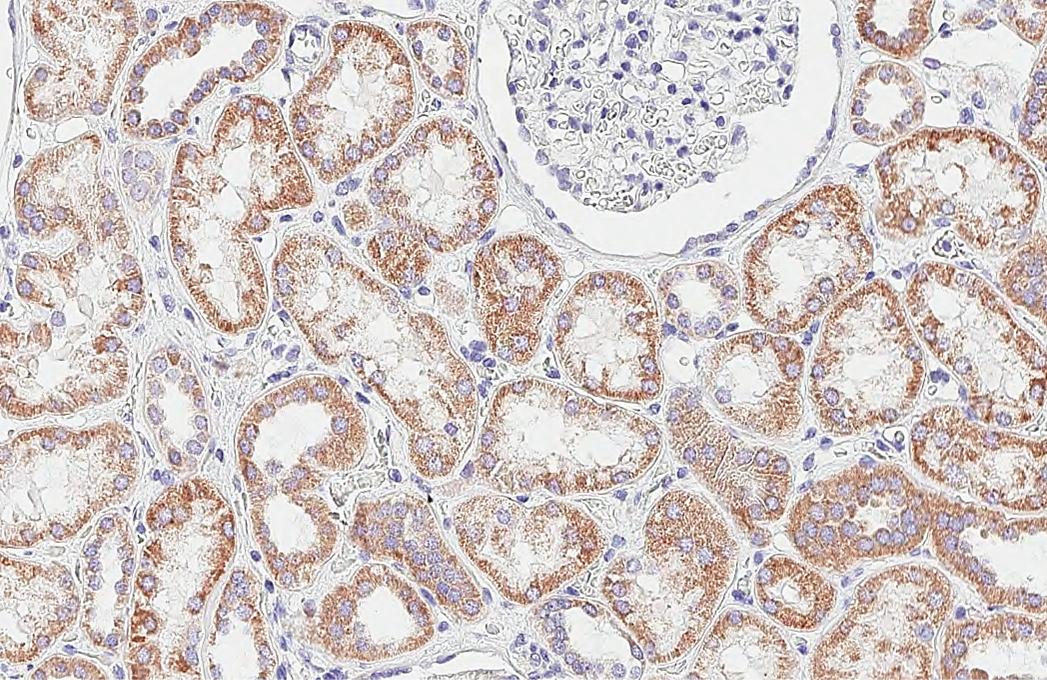 SDHA Antibody (GT20710) - Azide and BSA Free