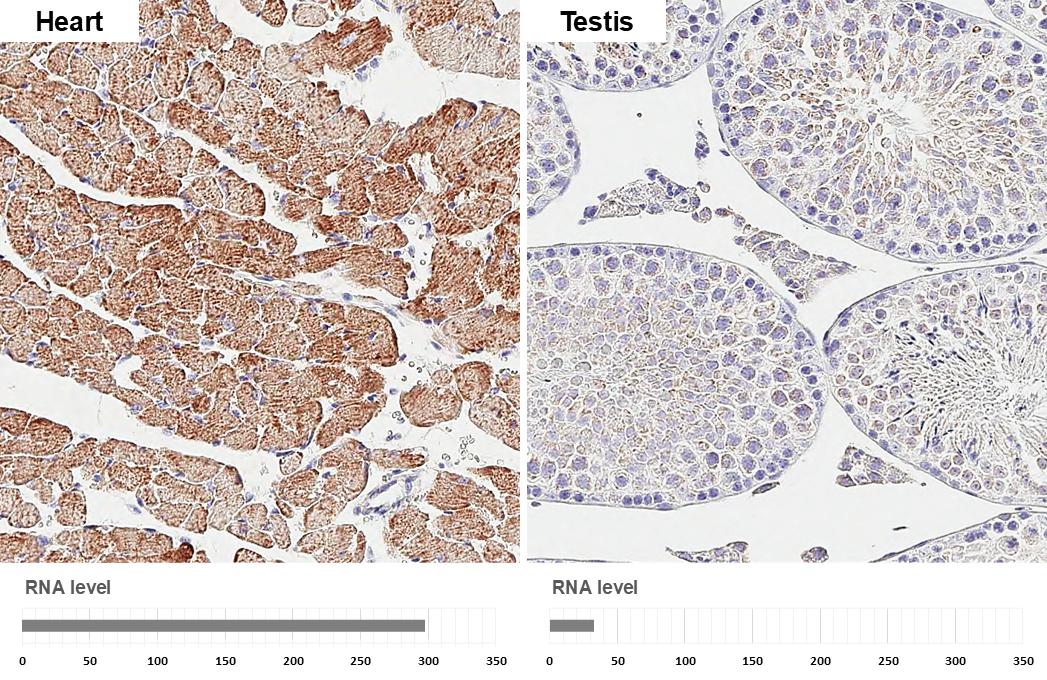 SDHA Antibody (GT20710) - Azide and BSA Free