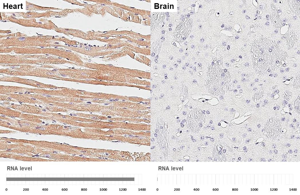 MYH6 Antibody (GT5612) - Azide and BSA Free