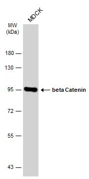 beta-Catenin Antibody (GT2169)