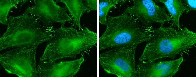 beta-Catenin Antibody (GT2169) - Azide and BSA Free