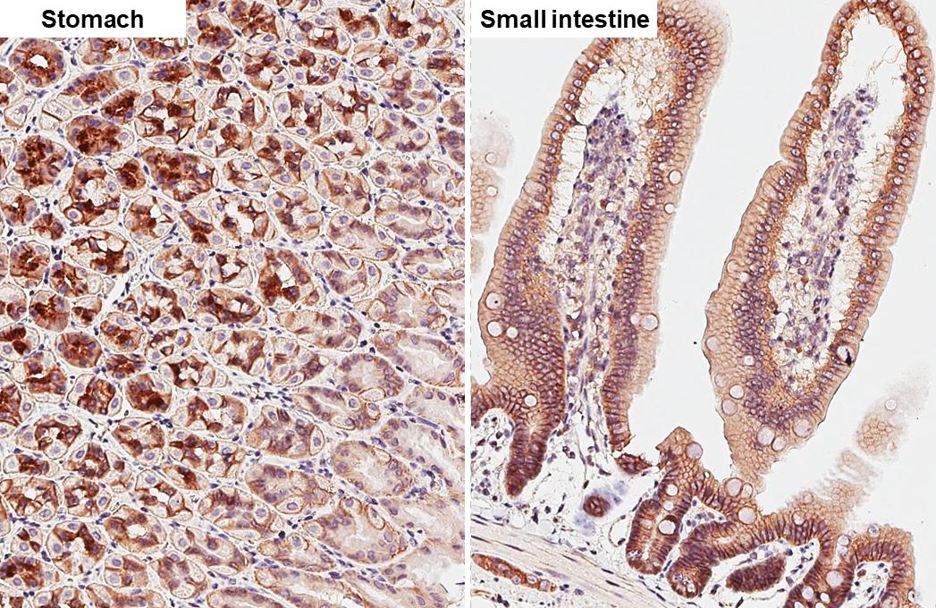 beta-Catenin Antibody (GT2169) - Azide and BSA Free