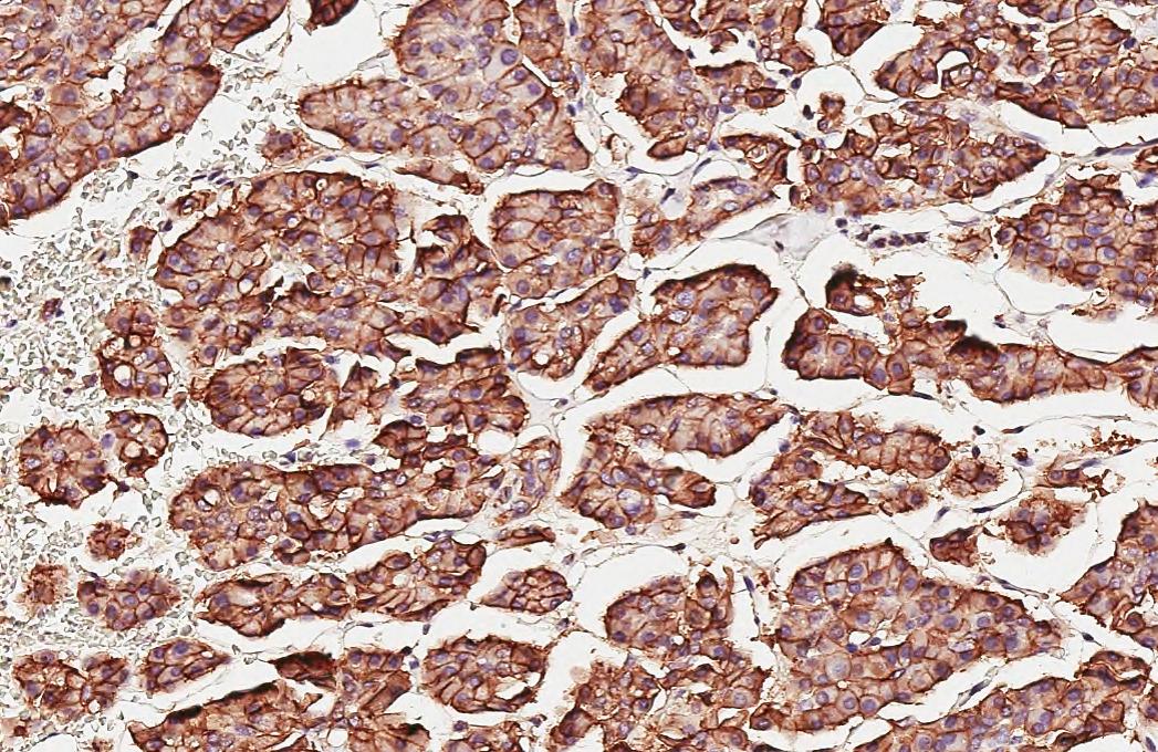 beta-Catenin Antibody (GT2169) - Azide and BSA Free