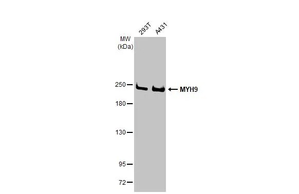 non-muscle Myosin IIA Antibody (GT218)