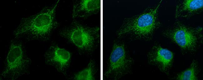 FACL4 Antibody (GT186) - Azide and BSA Free
