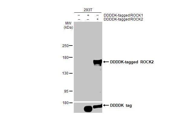 ROCK2 Antibody (GT11712)