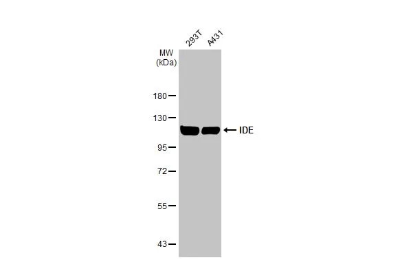 Insulysin/IDE Antibody (GT286)