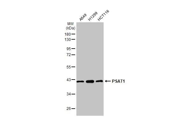 PSAT1 Antibody (GT1353) - Azide and BSA Free