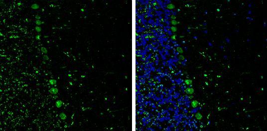p130Cas/BCAR1 Antibody (GT331) - Azide and BSA Free