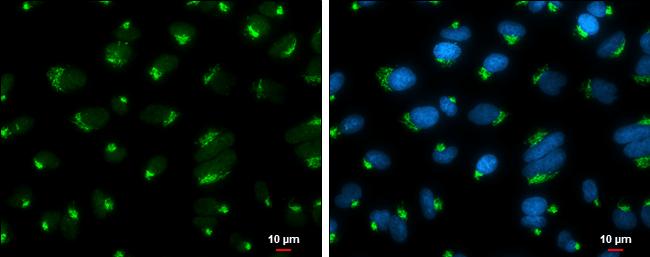 GOLGA5 Antibody (GT2726) - Azide and BSA Free