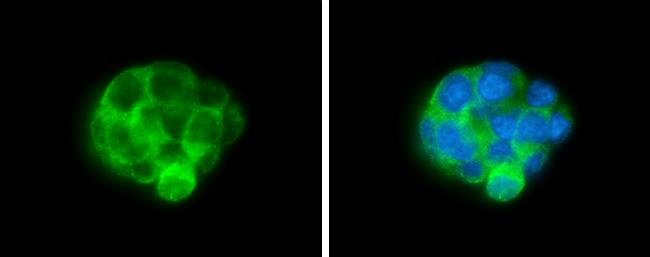 ALDH1A3 Antibody (GT926) - Azide and BSA Free