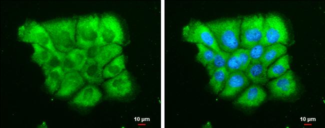 Dicer Antibody (GT1176) - Azide and BSA Free