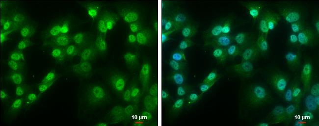 QKI/Quaking Antibody (GT1589) - Azide and BSA Free