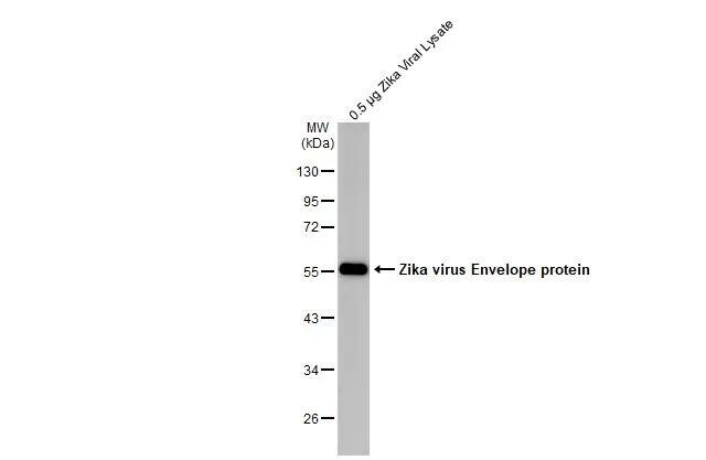 Zika Virus (H/PF/2013) Envelope Antibody (GT363) - Azide and BSA Free