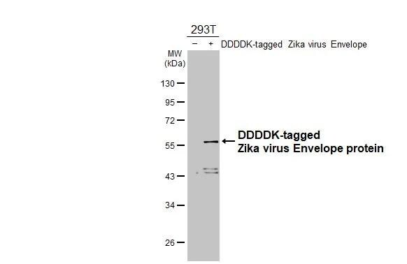 Zika Virus (H/PF/2013) Envelope Antibody (GT363) - Azide and BSA Free