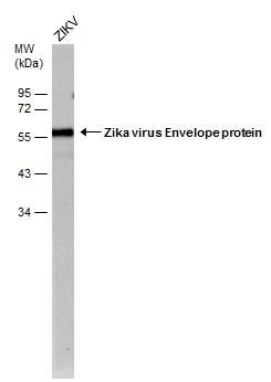 Zika Virus (H/PF/2013) Envelope Antibody (GT363) - Azide and BSA Free