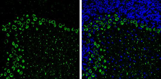 non-muscle heavy chain 10 Myosin Antibody (GT246) - Azide and BSA Free