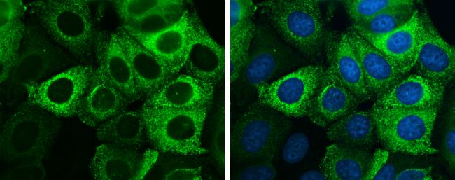 AG-2/AGR2 Antibody (GT5812) - Azide and BSA Free