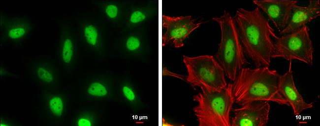Cullin 4a Antibody (GT885) - Azide and BSA Free