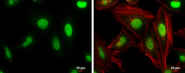 Cullin 4a Antibody (GT2435) - Azide and BSA Free