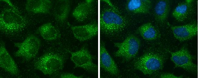 EEA1 Antibody (GT10811) - Azide and BSA Free