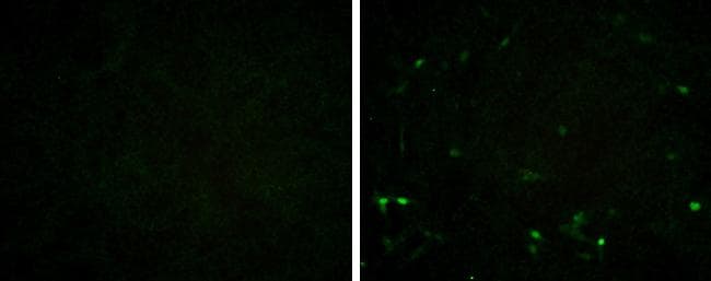 Porcine Circovirus 2 Capsid Antibody (GT1641) - Azide and BSA Free