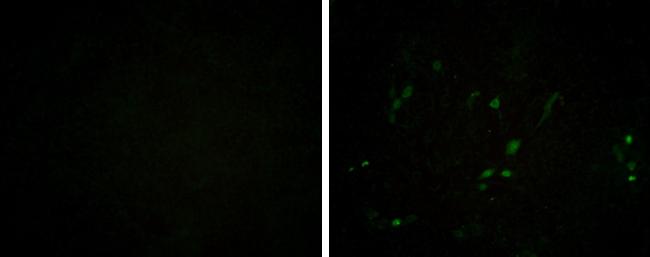 Porcine Circovirus 2 Capsid Antibody (GT972) - Azide and BSA Free
