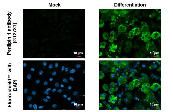 Perilipin Antibody (GT2781) - Azide and BSA Free