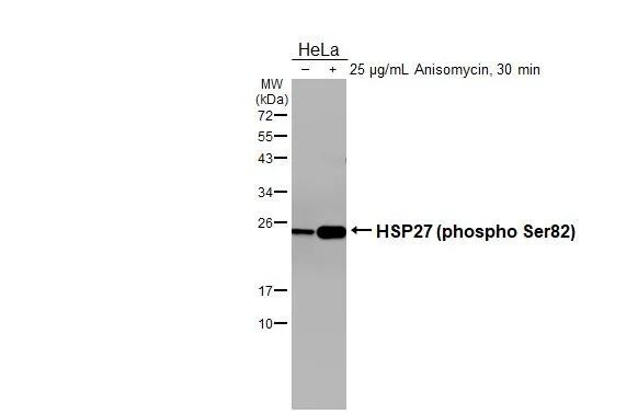 HSP27 [p Ser82] Antibody (GT357) - Azide and BSA Free