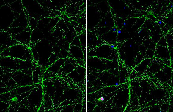 Otubain-1 Antibody (GT611) - Azide and BSA Free