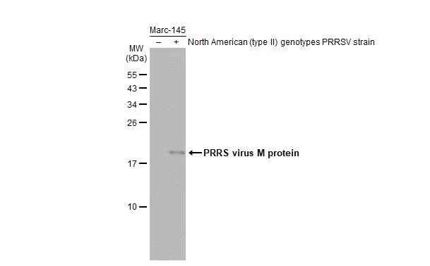 PRRSV M Protein Antibody (GT1911) - Azide and BSA Free
