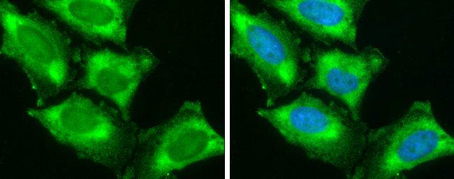 EEN Antibody (GT3065) - Azide and BSA Free