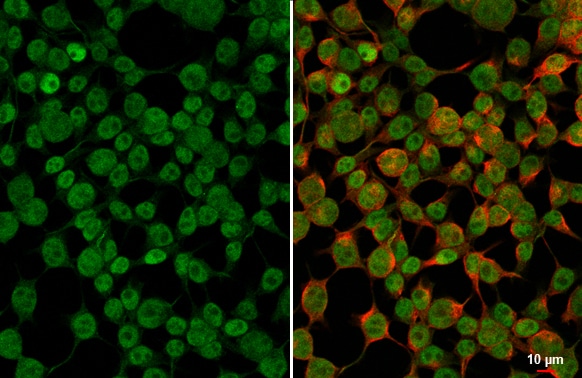 Pax6 Antibody (GT9412)