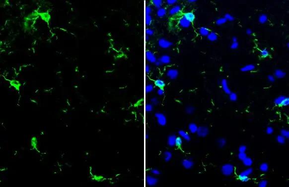 AIF-1/Iba1 Antibody (HL22) - Azide and BSA Free