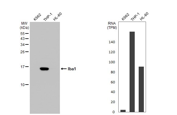 AIF-1/Iba1 Antibody (HL22) - Azide and BSA Free