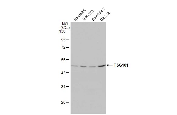 TSG101 Antibody (4A10-RB)